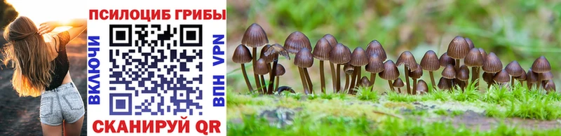 Галлюциногенные грибы Psilocybe  Заозёрск 
